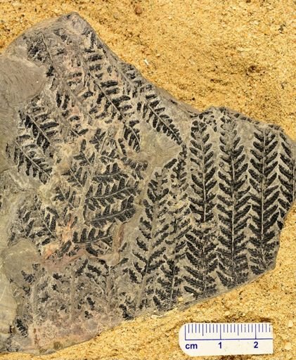 Pecopteris plumosa-dentata
