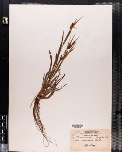 Carex granularis