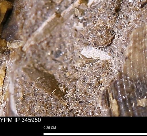 undet. Mollusca