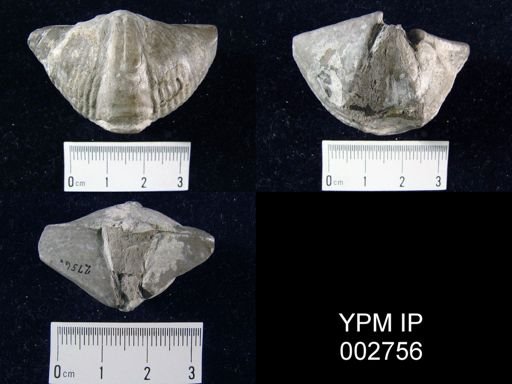 Syringothyris subcuspidatus