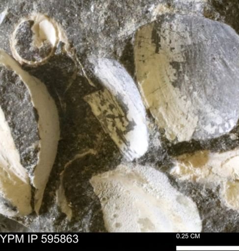Protocardia sp.