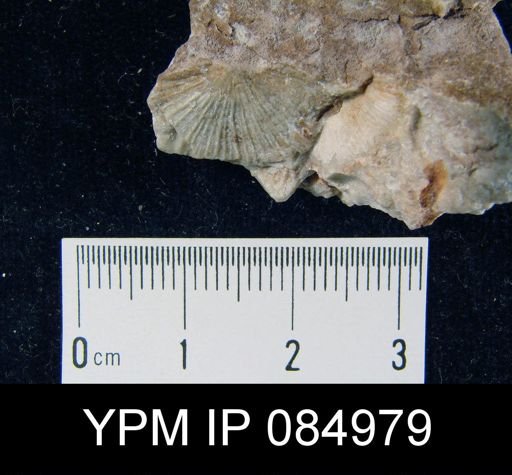 Schuchertella pecten