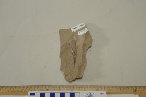 Poacites sp.
