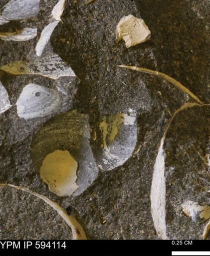 Limopsis? striatopunctatus
