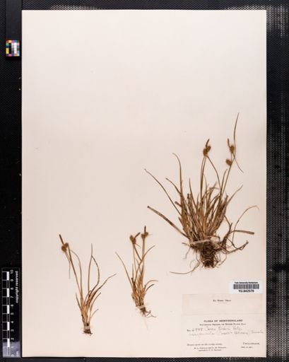 Carex viridula