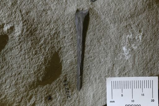 Eurypterus remipes