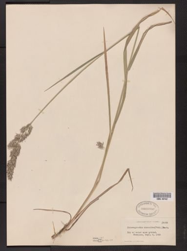 Calamagrostis cinnoides