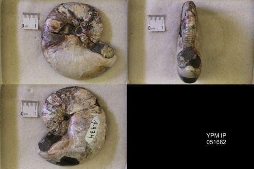Hoploscaphites nicolletii