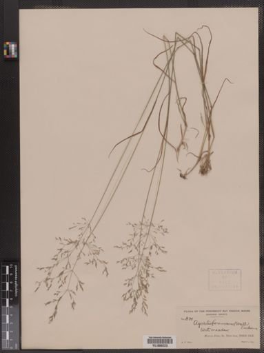 Agrostis perennans