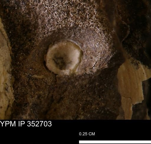 undet. Mollusca