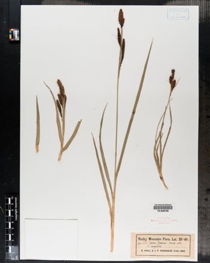 Carex jamesii