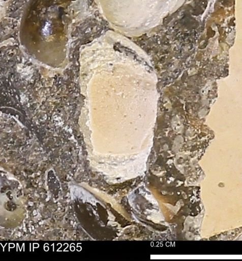 undet. Bivalvia