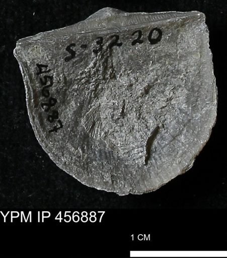 Stropheodonta sp.