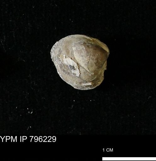 Protocardia subquadrata