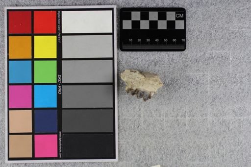 Merycoidodon culbertsoni