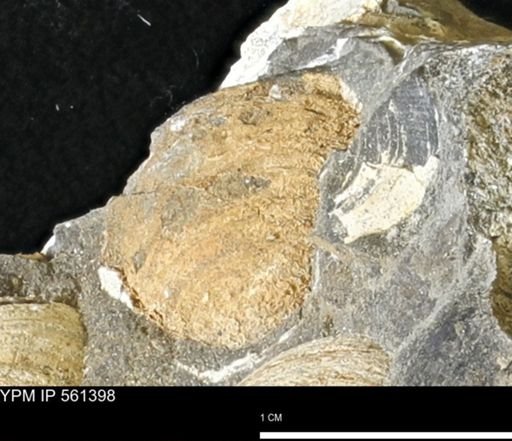 undet. Bivalvia