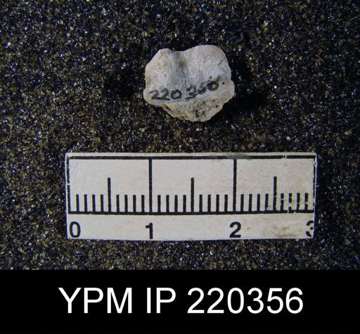 Chonetes verneuilianus