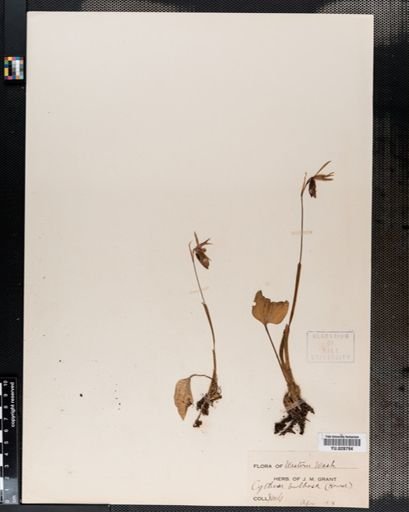 Calypso bulbosa