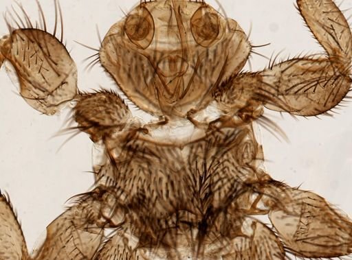 Melophagus ovinus