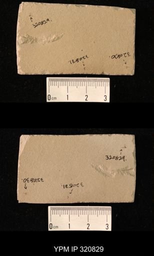 undet. Hemiptera