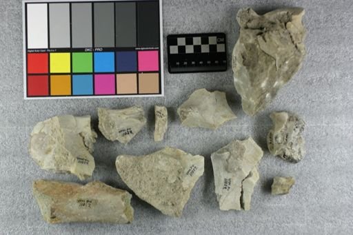 Subhyracodon sp.