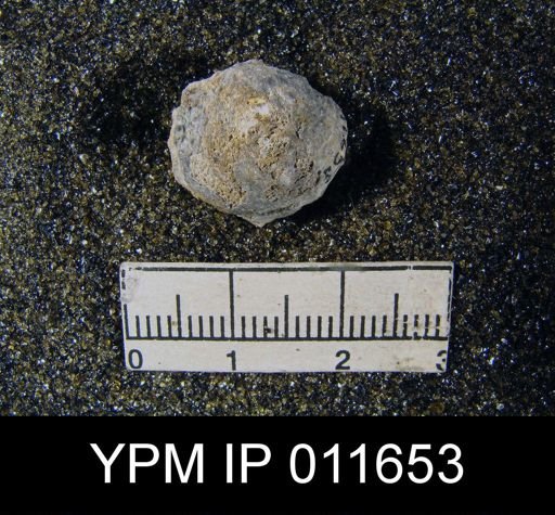 Marginifera cristobalensis