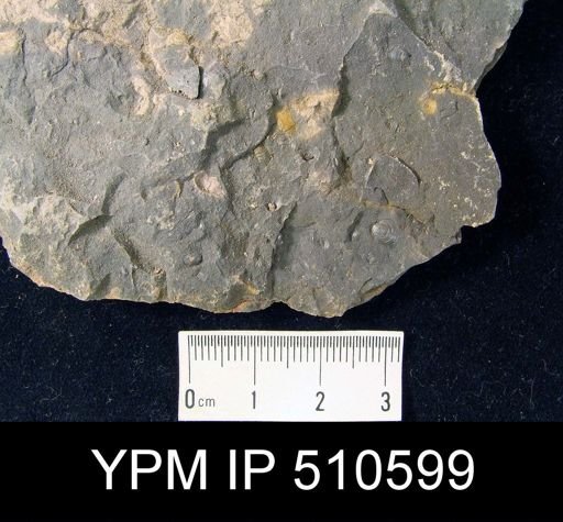 Brachiopod Assemblage Slabs including lingulids, chonetids and rhynchonellids