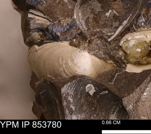 Limopsis striatopunctatus
