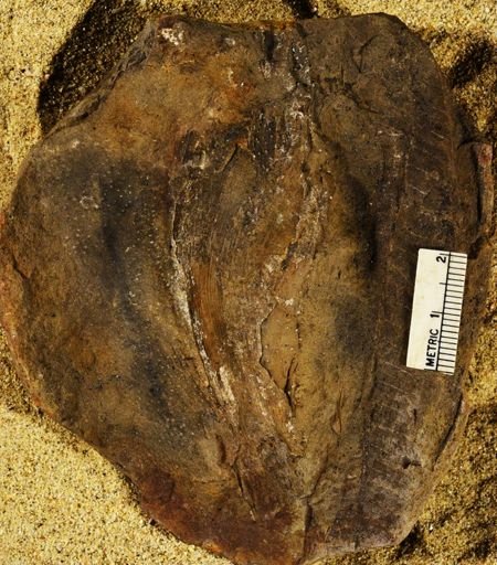 Stigmaria sp.