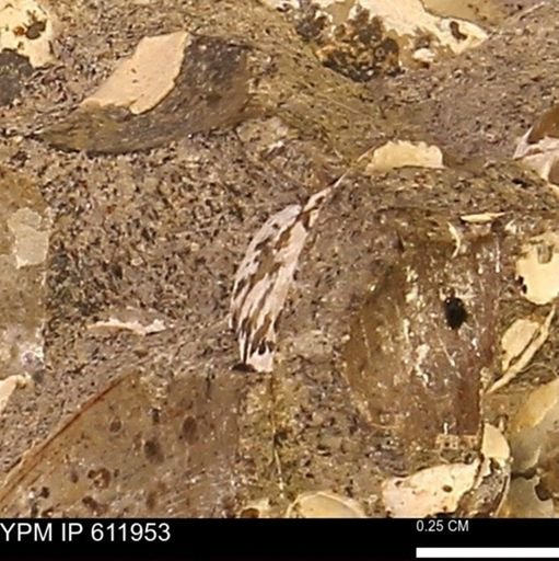 Protocardia subquadrata
