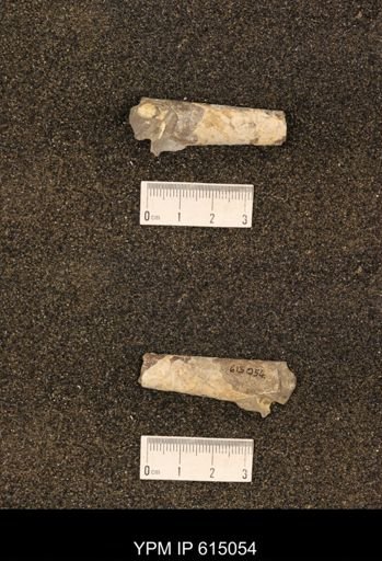 Baculites grandis