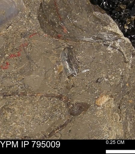 undet. Mollusca