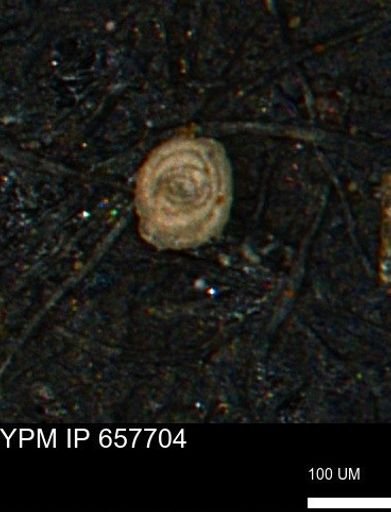 Spirolocammina subcircularis
