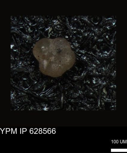 undet. Foraminiferida