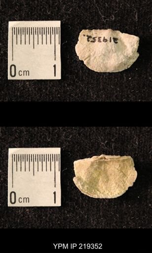 Chonetes granulifer