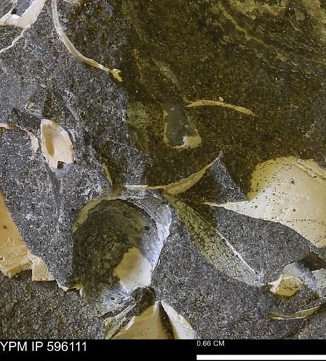 undet. Mollusca
