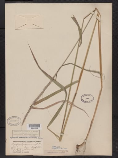Elymus trachycaulus