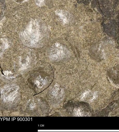 Anomia gryphorhyncha