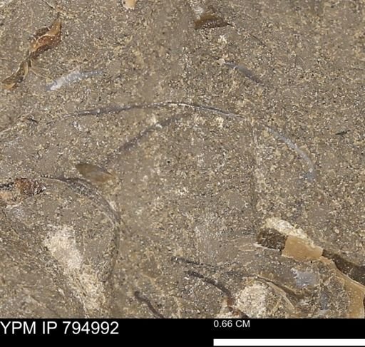 undet. Bivalvia