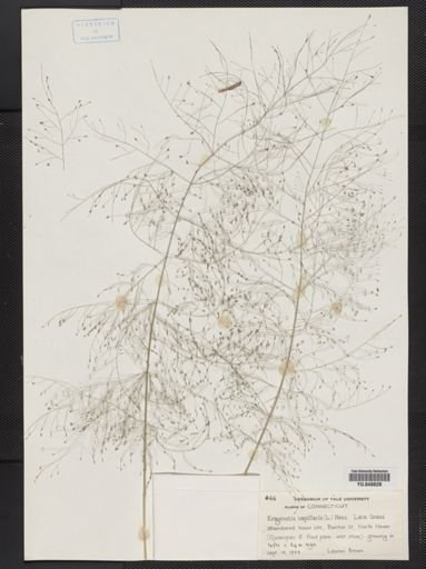 Eragrostis capillaris