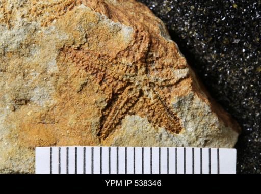 undet. Stelleroidea
