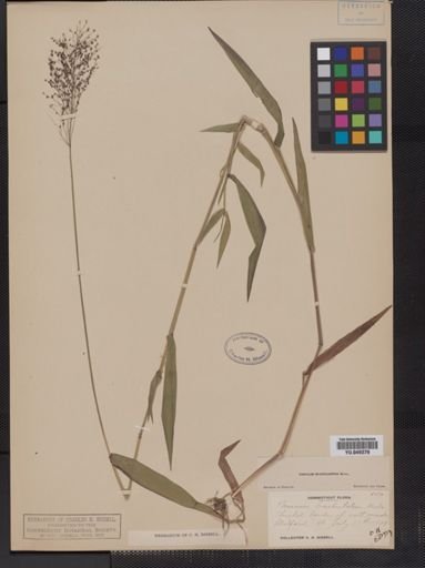 Panicum microcarpon