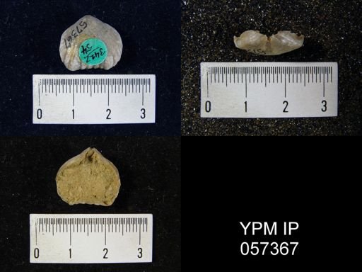 Uncinulus lindenensis