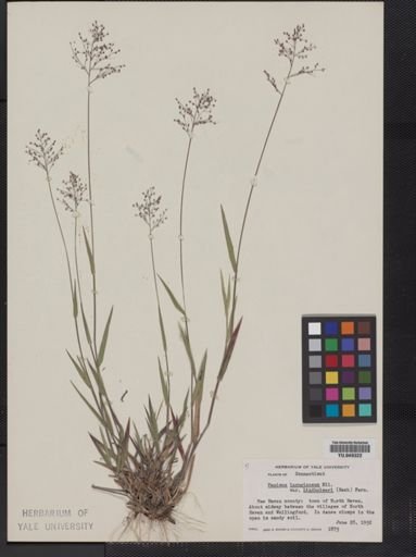 Panicum lanuginosum