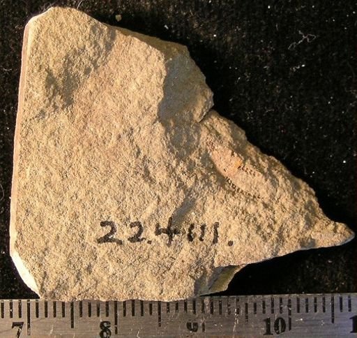 Stephanoura belgica