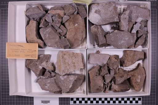 mixed taxa, stratigraphic collection