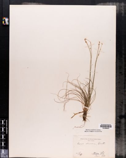Carex eburnea