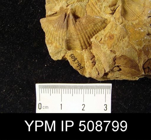 Cyrtospirifer disjunctus
