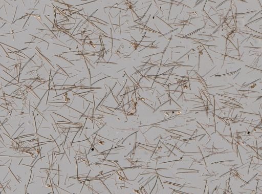 Ectyoplasia ferox