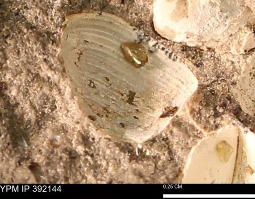 Protocardia sp.
